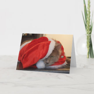 Christmas Maine Coon Feestdagen Kaart