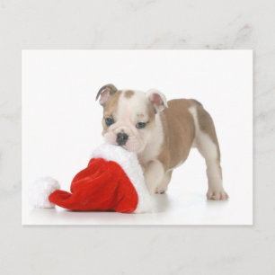 Christmas Puppy - English Bulldog Puppy Feestdagenkaart