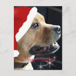 Christmas Staffordshire Bull Terrier Feestdagenkaart
