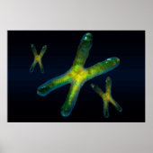 chromosomen poster (Voorkant)