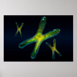 chromosomen poster