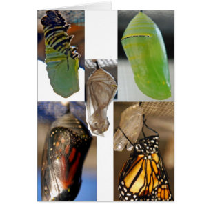 Chrysalides de papillon de monarque