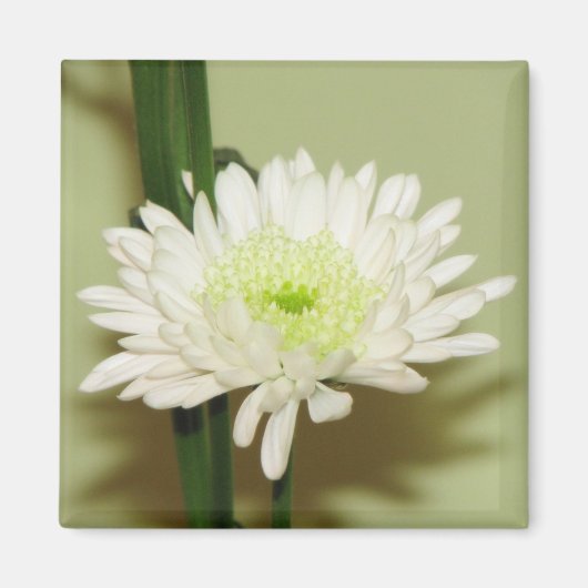  chrysant magneet (Voorkant)