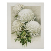 Chrysanten – Elegante botanische