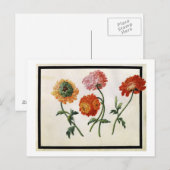 Chrysanten (m/v op papier) briefkaart (Voorkant / Achterkant)