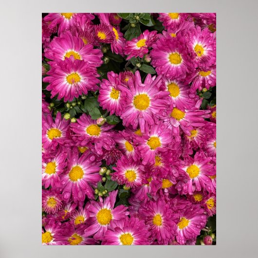 Chrysanten Poster (Voorkant)