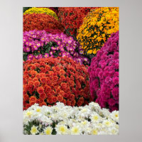 Chrysanten