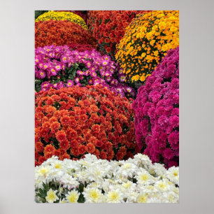 Chrysanten Poster