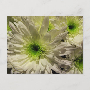 Chrysanthemae Briefkaart