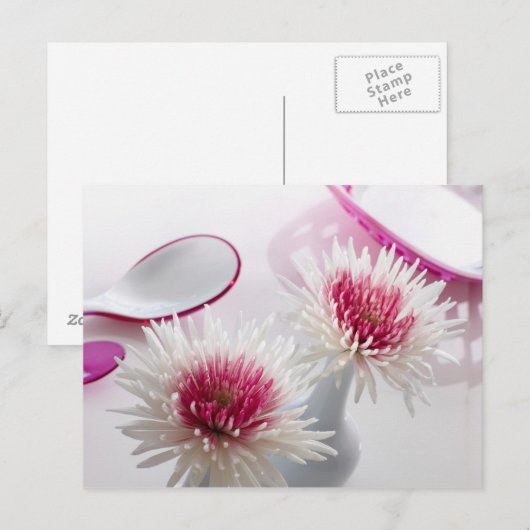 Chrysanthemae Briefkaart (Voorkant / Achterkant)