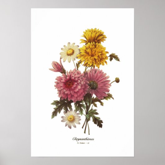 Chrysanthemae Poster (Voorkant)