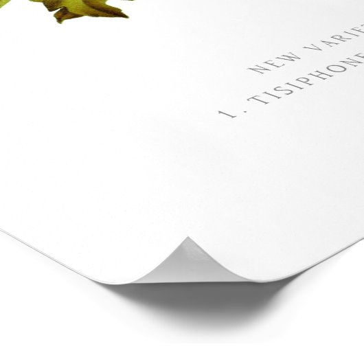 Chrysanthemae Poster (Hoek)