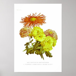 Chrysanthemae Poster
