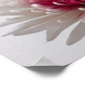 Chrysanthemae Poster (Hoek)