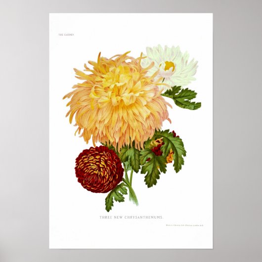 Chrysanthemae Poster (Voorkant)