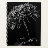 Chrysanthème (Devant)