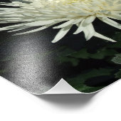 Chrysanthème blanc 10" x 8" Impression photo (Coin)