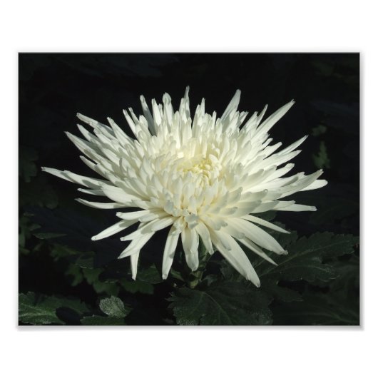 Chrysanthème blanc 10" x 8" Impression photo (Devant)