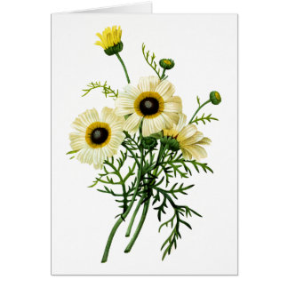 Chrysanthème blanc par Pierre Joseph Redoute