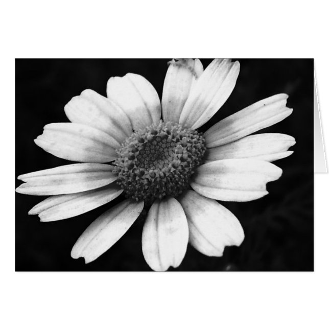 Chrysanthème des jardins (Devant horizontal)