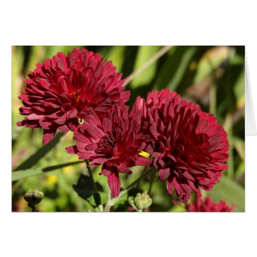Chrysanthèmes bordeaux (Devant horizontal)