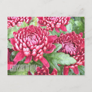 Chrysanthèmes peints Carte postale horizontale