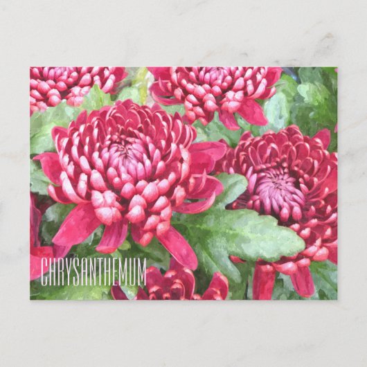 Chrysanthèmes peints Carte postale horizontale (Devant)