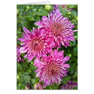 Chrysanthèmes rose-violet avec carte Raindrops