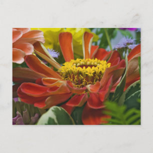 Chrysanthemum bloem briefkaart