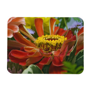 Chrysanthemum bloem magneet