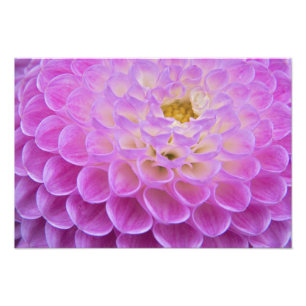 Chrysanthemum bloem versiert grafsite in foto afdruk