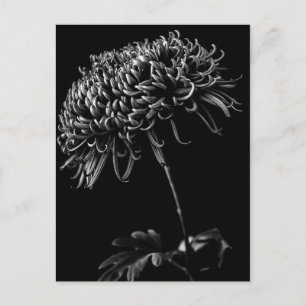 Chrysanthemum Briefkaart