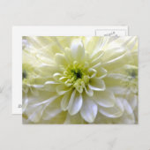 CHRYSANTHEMUM BRIEFKAART (Voorkant / Achterkant)