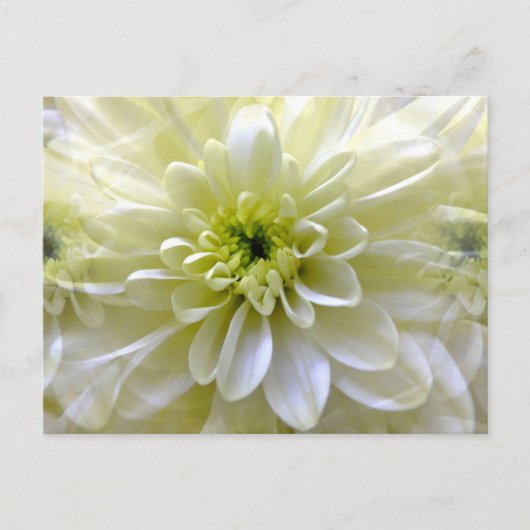 CHRYSANTHEMUM BRIEFKAART (Voorkant)