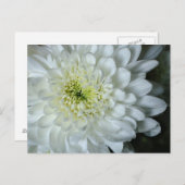 Chrysanthemum Briefkaart (Voorkant / Achterkant)