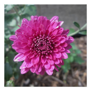 Chrysanthemum Dark Red Flower Perfect Poster