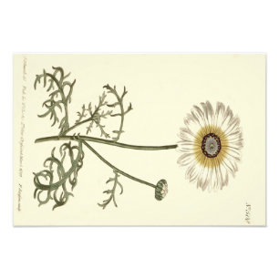 Chrysanthemum driekleurige gele illustratie foto afdruk
