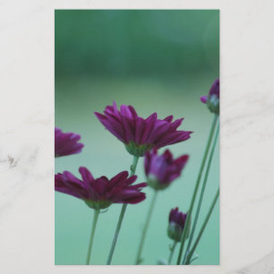 Chrysanthemum en betekenis