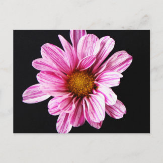 Chrysanthemum Flower pccna Briefkaart