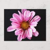 Chrysanthemum Flower pccna Briefkaart (Voorkant)