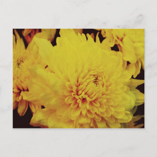Chrysanthemum II Briefkaart