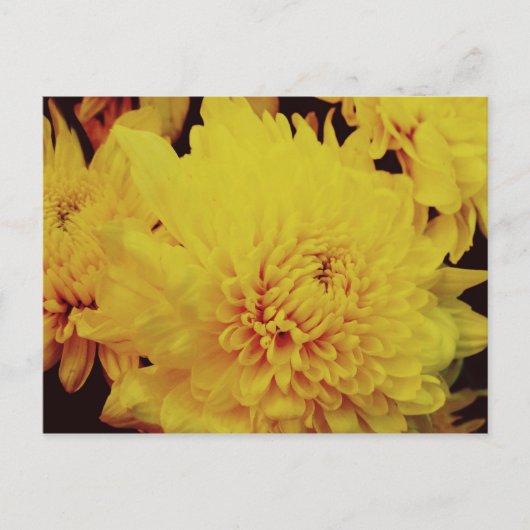 Chrysanthemum II Briefkaart (Voorkant)