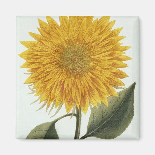 Chrysanthemum Indicum uit 'Pythanthoza Iconograph' Magneet (Voorkant)