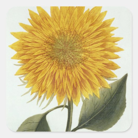 Chrysanthemum Indicum uit 'Pythanthoza Iconograph' Vierkante Sticker (Voorkant)