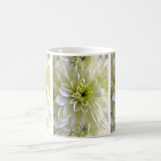 CHRYSANTHEMUM KOFFIEMOK (Center)