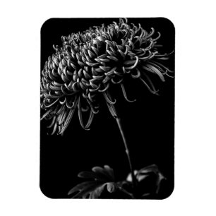 Chrysanthemum Magneet