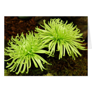 Chrysanthemum - maman araignée