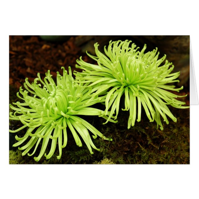 Chrysanthemum - maman araignée (Devant horizontal)