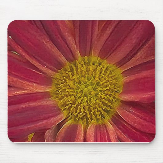 Chrysanthemum Muismat (Voorkant)