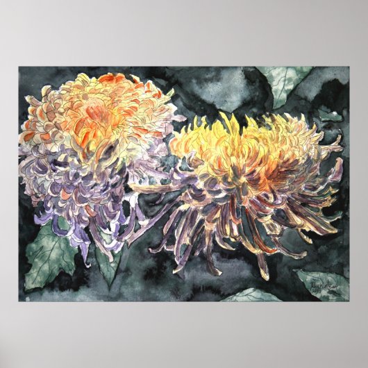 Chrysanthemum mum shasta maisy art print (Voorkant)